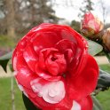 Camellia japonica 'Marguerita Coleoni'
